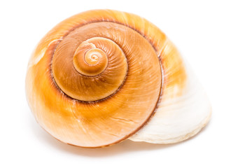 Sea Shell On White