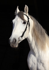 Obraz na płótnie Canvas Portret ładny koń na czarnym tle