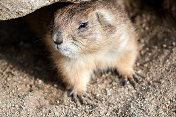 Prairie dog