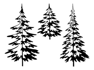 Christmas fir tree, contours