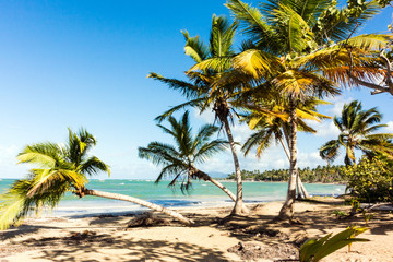 Fototapeta na wymiar Tropikalna plaża z palmami