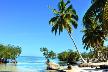 Fototapeta na wymiar Tropikalna plaża z palmami i namorzyny