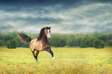 Young horse galloping in autumn field