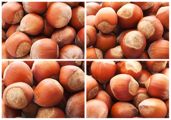 Hazelnuts or filbert nuts