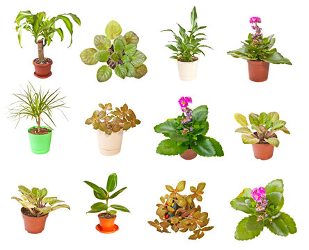 Set indoor plants on white background