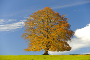 single beech tree at autumn