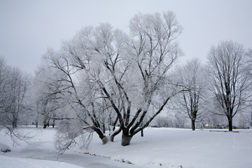 Obraz premium winter landscape