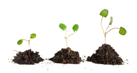Saplings on white background