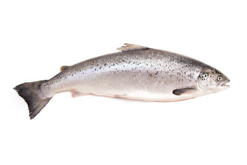 Scottish Salmon isolated on a white studio background.