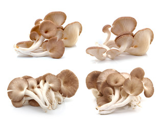 Fototapeta premium oyster mushroom on white background