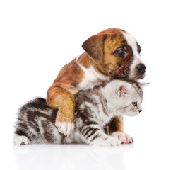 puppy hugs scottish kitten. isolated on white background