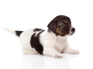 mixed breed puppy looking away. isolated on white background