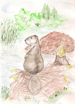 beaver. watercolor