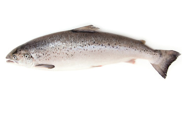 Scottish Salmon isolated on a white studio background.