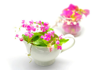 Coral vine f