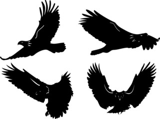 silhouette of eagle