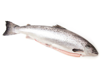 Scottish Salmon isolated on a white studio background.