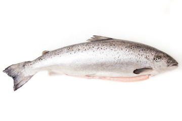Scottish Salmon isolated on a white studio background.