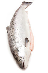 Scottish Salmon isolated on a white studio background.
