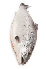Scottish Salmon isolated on a white studio background.