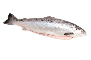 Scottish Salmon isolated on a white studio background.