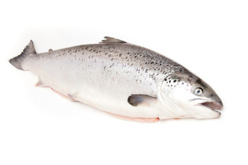 Scottish Salmon isolated on a white studio background.