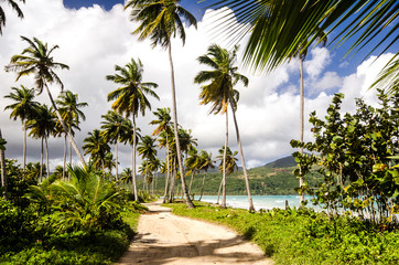 Weg an Karibischem Traumstrand (Samara / Playa Rincon)