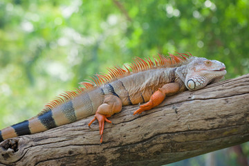 iguana reptile sitting