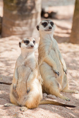Fototapeta premium two Meerka