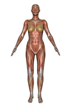 Front muscles of woman - 3D render