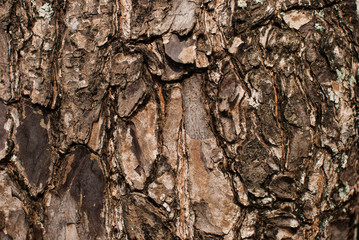 bark of tree texture