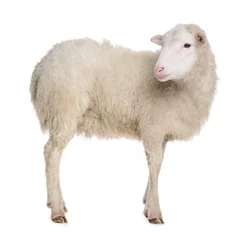 Deurstickers Schaap schapen geïsoleerd op wit