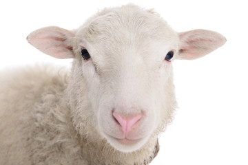 Fototapeta premium sheep isolated on white