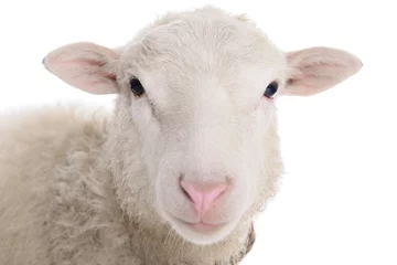 Zelfklevend Fotobehang Schaap schapen geïsoleerd op wit