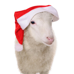 Sheep in hat