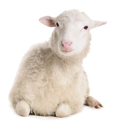 sheep isolated on white