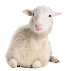 Fototapete Schaf Schafe isoliert auf weiß