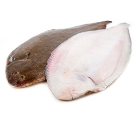 Whole couple fresh sole fish on white background