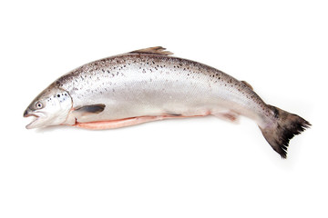 Fototapeta premium Scottish Salmon isolated on a white studio background.