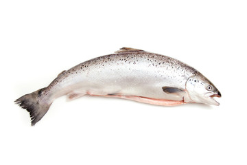 Obraz premium Scottish Salmon isolated on a white studio background.