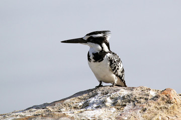 Black and white pied Kingfisher on a stone