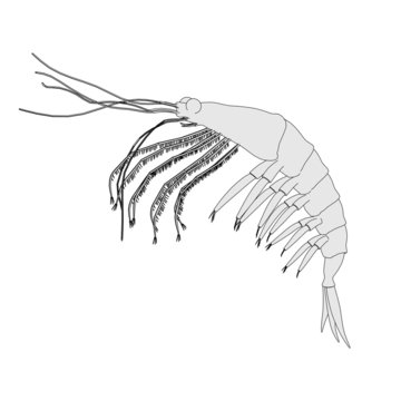 cartoon image of crustacean animal - krill