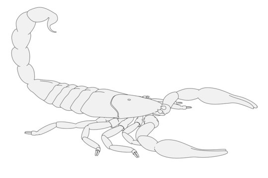 cartoon image of scorpion animal