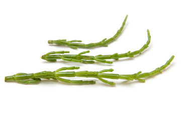 Samphire isolated on a white studio background.