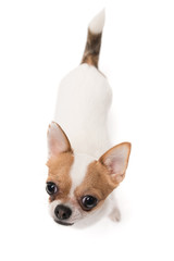 High angle shot of Chihuahua