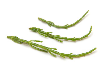 Samphire isolated on a white studio background.