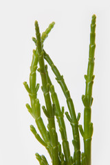 Samphire isolated on a white studio background.