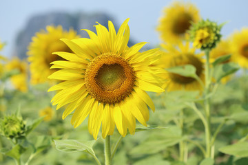 sunflower in field