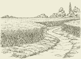 Vector summer landscape. A dirt path through fields of wheat