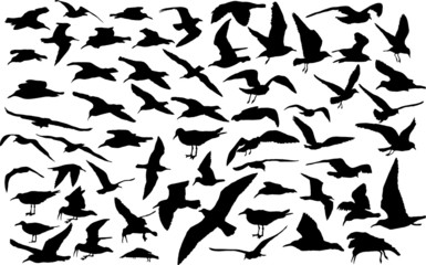 Naklejka premium Vector set of silhouettes of 60 flying seagulls
